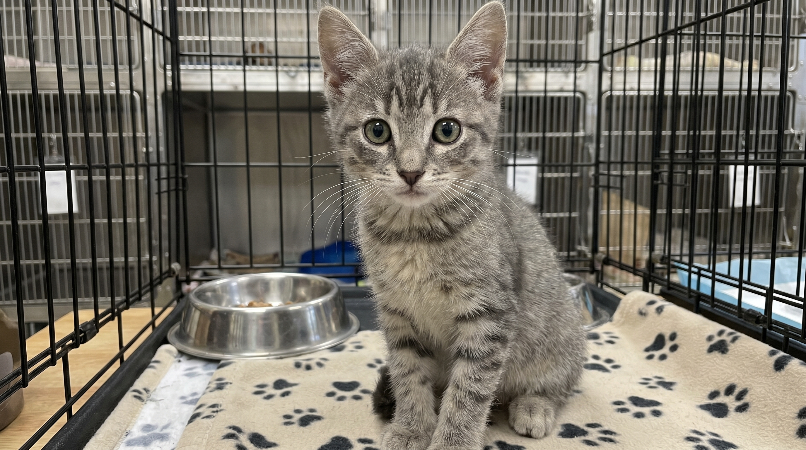 Miso, gatito gris en adopción